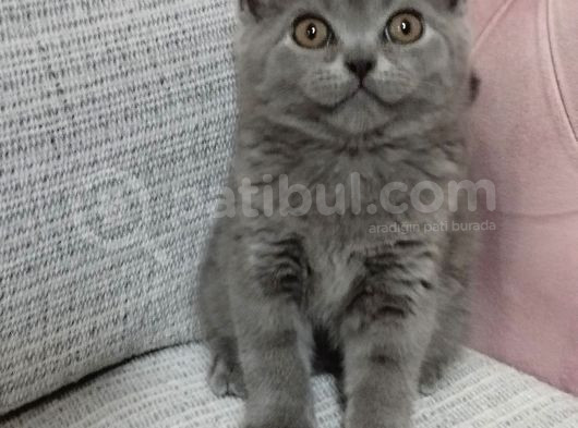 Safkan British Sorthair Erkek görsel