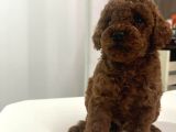 Toy Poddle Bebekler Irk Ve Sağlik Garanti̇li̇