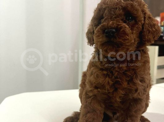 Toy Poddle Bebekler Irk Ve Sağlik Garanti̇li̇ görsel