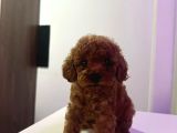 Toy Poddle Bebekler Irk Ve Sağlik Garanti̇li̇