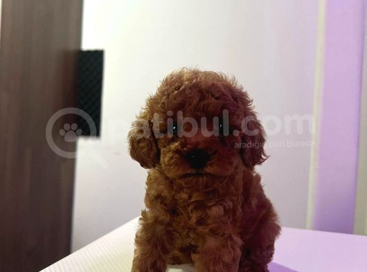 Toy Poddle Bebekler Irk Ve Sağlik Garanti̇li̇ görsel