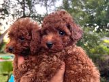 Toy Poddle Bebekler IRK VE SAĞLIK GARANTİLİ