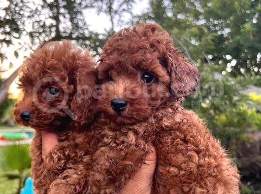 Toy Poddle Bebekler Irk Ve Sağlik Garanti̇li̇