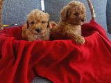 Teslime Hazır Red Poodle Minnaklarım