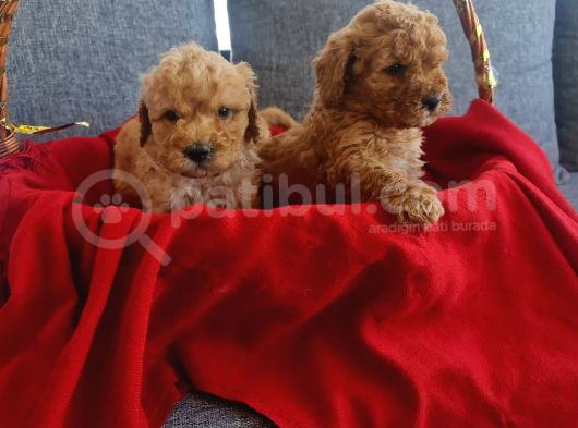 Teslime Hazır Red Poodle Minnaklarım görsel
