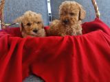 Teslime Hazır Red Poodle Minnaklarım