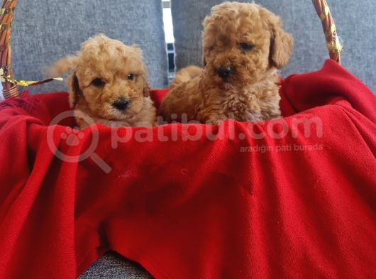 Teslime Hazır Red Poodle Minnaklarım görsel