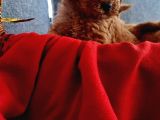 Teslime hazır red poodle minnaklarım