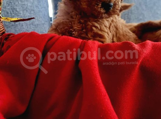 Teslime Hazır Red Poodle Minnaklarım