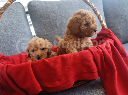 Teslime Hazır Red Poodle Minnaklarım görsel