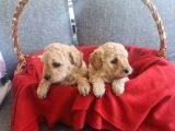Apricot Poodle Minnaklarım Teslime Hazır