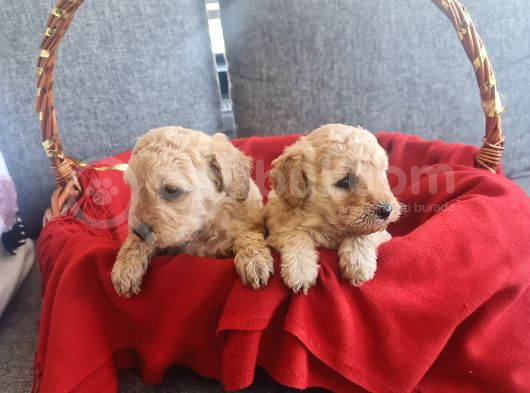 Apricot Poodle Minnaklarım Teslime Hazır görsel