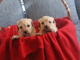 Apricot Poodle Minnaklarım Teslime Hazır