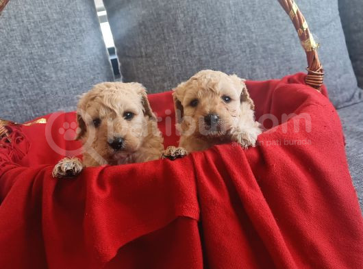 Apricot Poodle Minnaklarım Teslime Hazır görsel