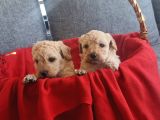 Apricot Poodle Minnaklarım Teslime Hazır