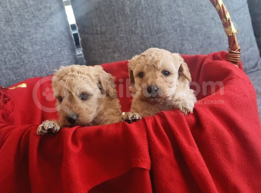 Apricot Poodle Minnaklarım Teslime Hazır görsel