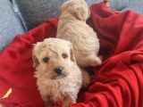 Apricot Poodle Minnaklarım Teslime Hazır
