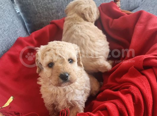 Apricot Poodle Minnaklarım Teslime Hazır görsel