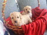 Apricot poodle minnaklarım teslime hazır