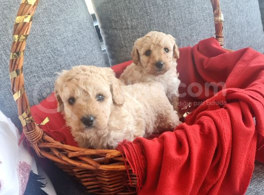 Apricot Poodle Minnaklarım Teslime Hazır