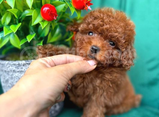Toy Poodle Anne Altindan görsel