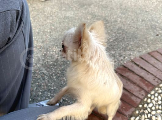Teacup Dişi Chihuahua Yavru görsel