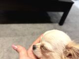 Teacup Dişi Chihuahua Yavru