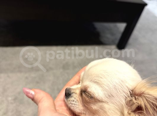 Teacup Dişi Chihuahua Yavru görsel