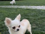 Teacup Dişi Chihuahua Yavru