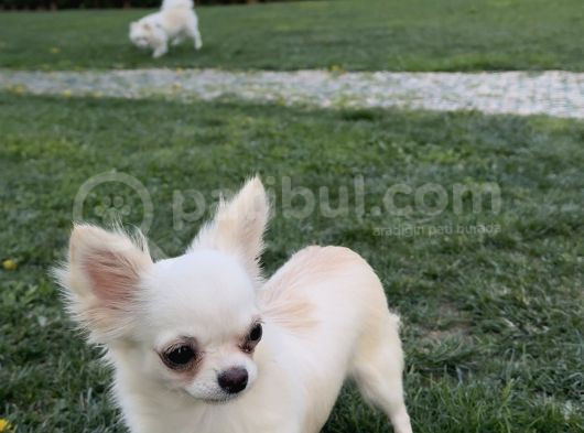 Teacup Dişi Chihuahua Yavru görsel