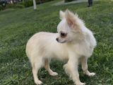 Teacup Dişi Chihuahua Yavru