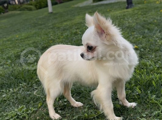 Teacup Dişi Chihuahua Yavru görsel