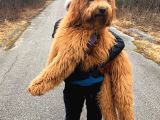 Kredi Kartı Geçerli2 Aylık Antıalerjik Labradoodle Yavruları