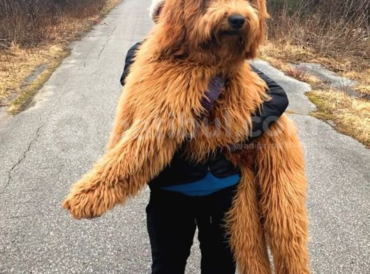 Kredi Kartı Geçerli2 Aylık Antıalerjik Labradoodle Yavruları görsel