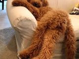 Kredi Kartı Geçerli2 Aylık Antıalerjik Labradoodle Yavruları