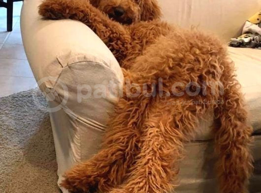 Kredi Kartı Geçerli2 Aylık Antıalerjik Labradoodle Yavruları görsel