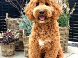 Kredi Kartı Geçerli2 Aylık Antıalerjik Labradoodle Yavruları