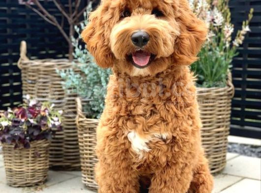 Kredi Kartı Geçerli2 Aylık Antıalerjik Labradoodle Yavruları görsel