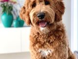 Kredi Kartı Geçerli2 Aylık Antıalerjik Labradoodle Yavruları