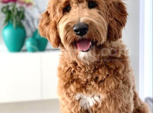 Kredi Kartı Geçerli2 Aylık Antıalerjik Labradoodle Yavruları görsel