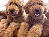Kredi kartı geçerli2 aylık antıalerjik labradoodle yavruları