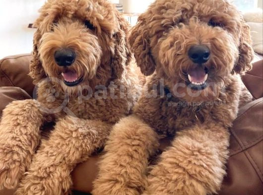 Kredi Kartı Geçerli2 Aylık Antıalerjik Labradoodle Yavruları