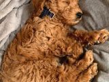 Kredi Kartı Geçerli2 Aylık Antıalerjik Labradoodle Yavruları