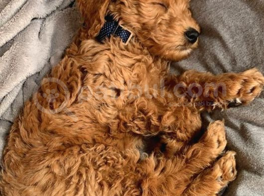 Kredi Kartı Geçerli2 Aylık Antıalerjik Labradoodle Yavruları görsel