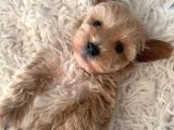 Kredi kartı geçerli original maltipoo yavruları İçin