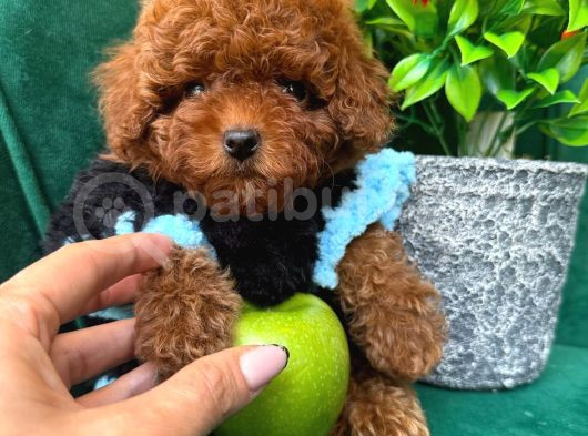 TOY POODLE ANNE ALTINDAN