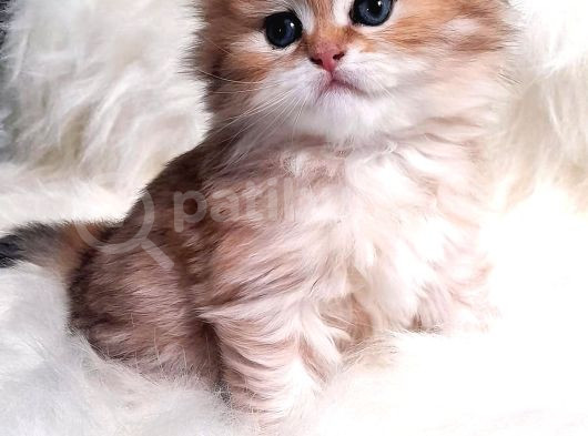 Muhteşem Kali̇te Golden Bri̇ti̇sh Bebekleri̇m görsel
