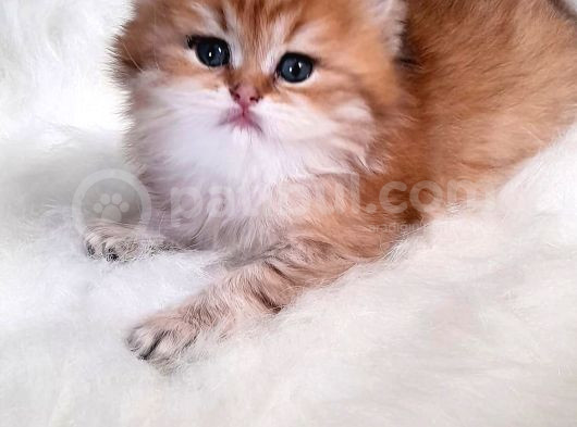 Muhteşem Kali̇te Golden Bri̇ti̇sh Bebekleri̇m görsel