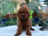 Kore Teacup Erkek Redbrown Sağlık Irk Garantili Yavrularım