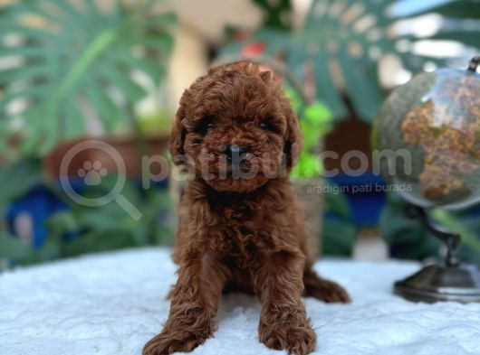 Kore Teacup Erkek Redbrown Sağlık Irk Garantili Yavrularım